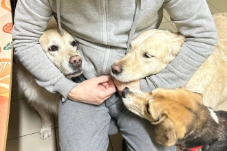 Зоогостиница для собак dog Holidays