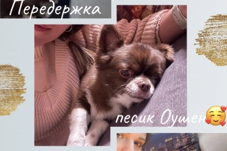 Передержка собаки