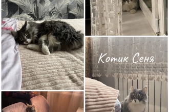 Передержка котика