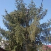 Исполнитель №105432, стаж 1 год