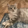 Исполнитель №139752, стаж менее 1 года