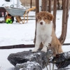 Исполнитель №139831, стаж 1 год