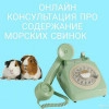 Исполнитель №140223, стаж 4 года