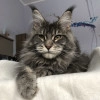 Исполнитель №140733, стаж 4 года