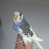 Исполнитель №140872, стаж 5 лет