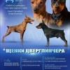 Исполнитель №141069, стаж более 30 лет