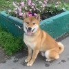 Исполнитель №142358, стаж 3 года