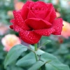 Исполнитель №154907, стаж 30 лет