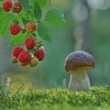 Исполнитель №156020, стаж 5 лет