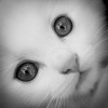Вика Владимировна Малышева, стаж 15 лет