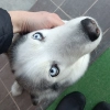 Максим Kolosov, стаж 2 года