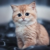 Исполнитель №341574