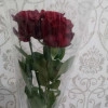 Исполнитель №45332, стаж 20 лет