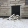 Исполнитель №76185, стаж 2 года