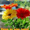 Исполнитель №76598, стаж 3 года